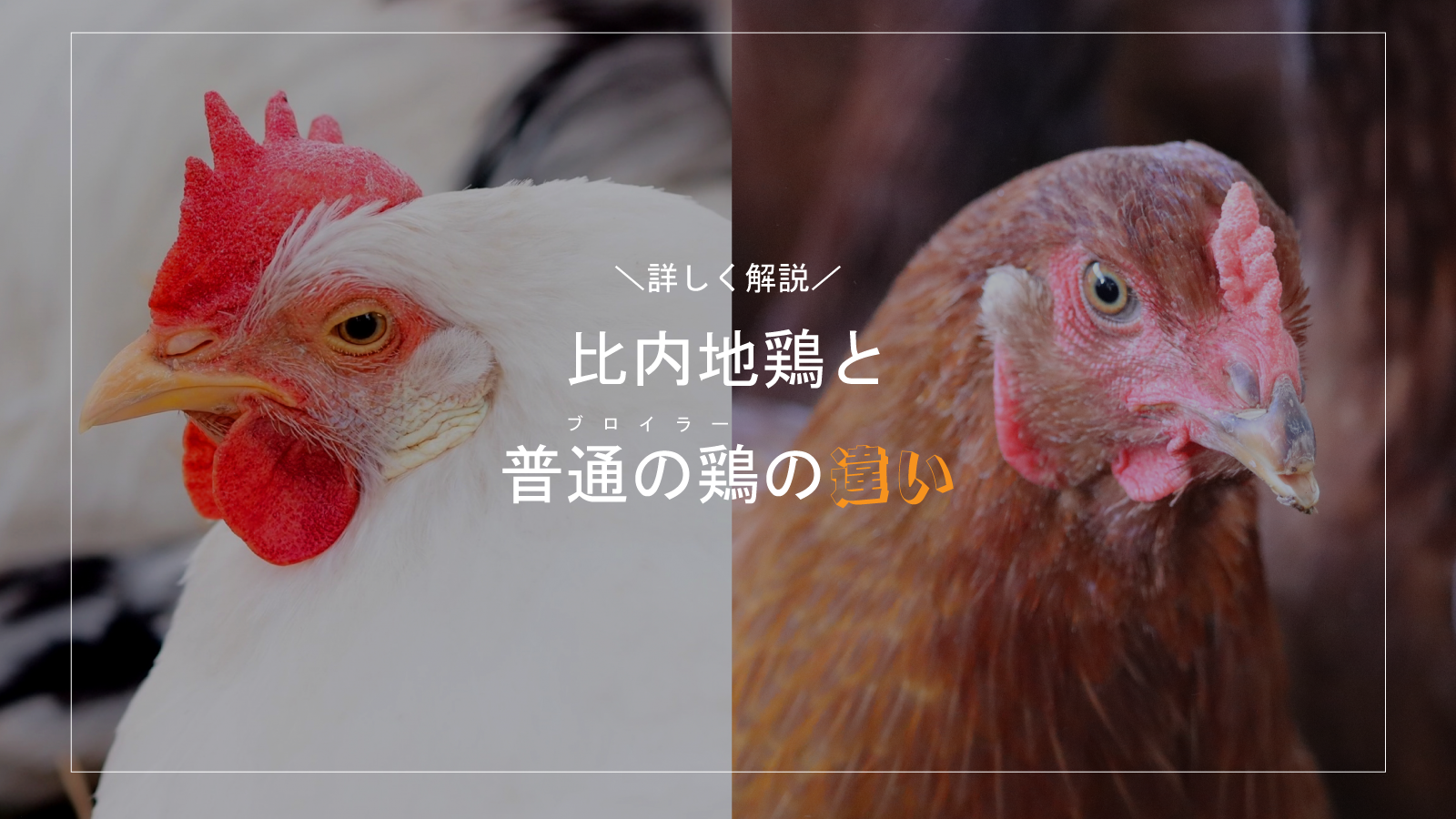 比内地鶏と普通の鶏(ブロイラー)の違い